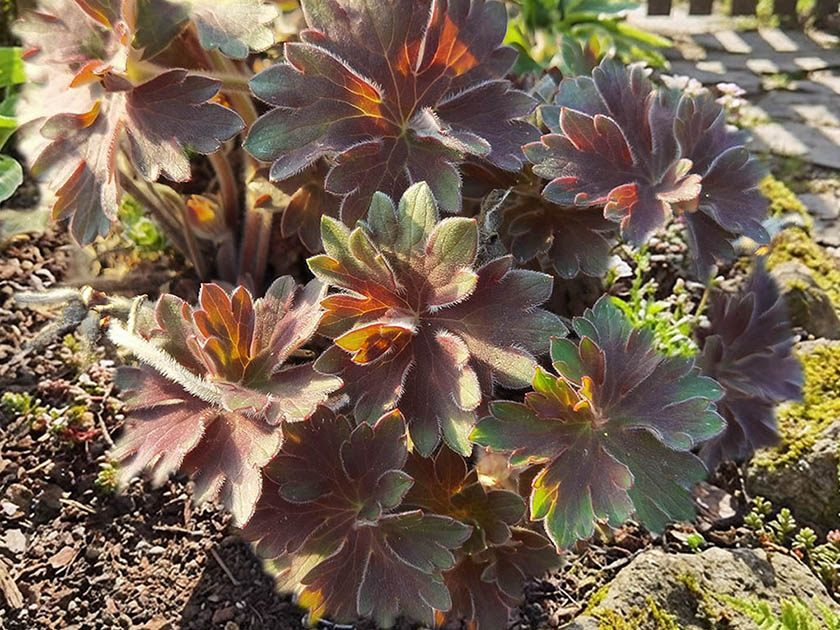 Geranium wlassovianum